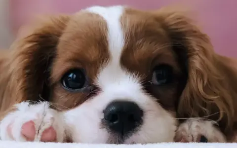 Uroczy szczeniak rasy Cavalier King Charles Spaniel z wielkimi, błyszczącymi oczami i różowymi łapkami.
