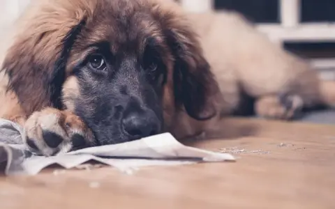 Smutny piesek leży na podłodze, obok niego leży papier. Może szuka rozwiązania, czym pryskać żeby pies nie sikał w domu.