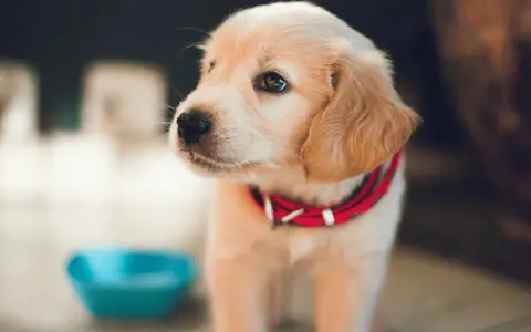 Uroczy szczeniak golden retriever w czerwonej obroży obok niebieskiej miski. Podstawy jak wychować szczeniaka.