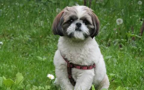 Uroczy shih tzu w czerwonej obroży siedzi na trawie. Pielęgnacja shih tzu to przyjemność, gdy pies jest tak zadbany.