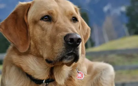 Zamyślony labrador w bloku, z zaciekawieniem spogląda w dal. Jego złote futro lśni w słońcu, a na szyi wisi czerwona obroża z zawieszką.