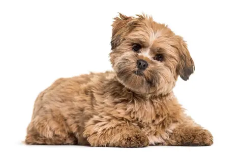 Uroczy lhasa apso o brązowym futrze leży na białym tle, z zaciekawieniem patrząc w obiektyw.