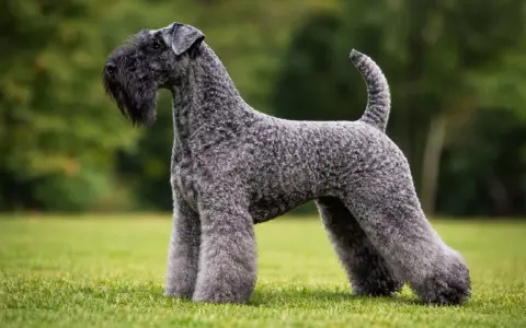 Elegancki kerry blue terrier z charakterystyczną brodą, prezentuje się dumnie na zielonej trawie.
