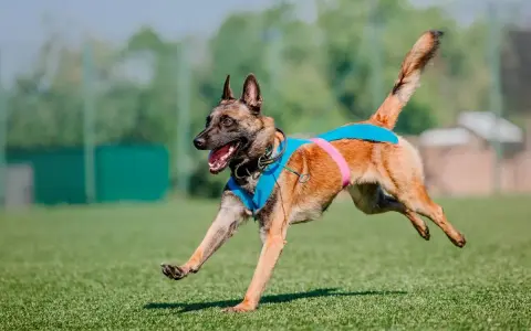 Pies malinois w niebieskiej kamizelce biegnie po trawie. Słuch psa jest wielokrotnie lepszy od ludzkiego, co pozwala mu usłyszeć dźwięki z daleka.