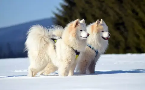 Dwa białe samoyedy, z lekko brązowym nalotem na uszach, stoją na śniegu.