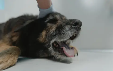 Pies z otwartym pyskiem, język na wierzchu. Weterynarz bada psa, który może mieć kaszel sercowy.