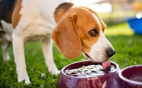 Beagle pije wodę z miski w upalne dni, by ugasić pragnienie.