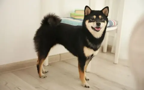 Uśmiechnięty shiba inu czarny, z puszystym ogonem, stoi na drewnianej podłodze.