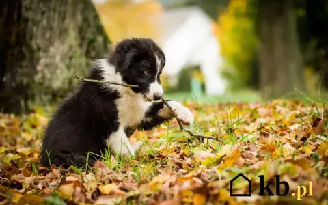 Szczeniak border collie gryzie patyk na tle jesiennych liści. Zastanawiasz się, ile kosztuje border collie?