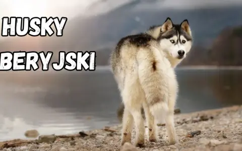 Husky syberyjski z dwukolorowymi oczami, o przyjaznym usposobieniu, stoi nad jeziorem.