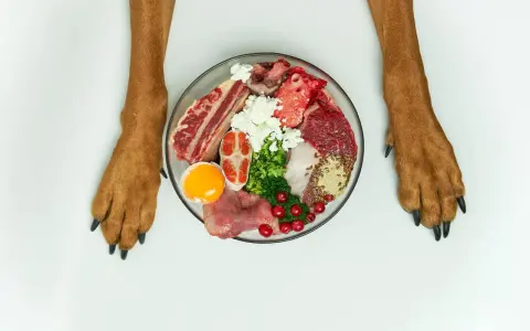 Miseczka z jedzeniem dla psa: surowe mięso, ryba, jajko, ser biały, brokuły i żurawina. Idealna dieta dla psa.