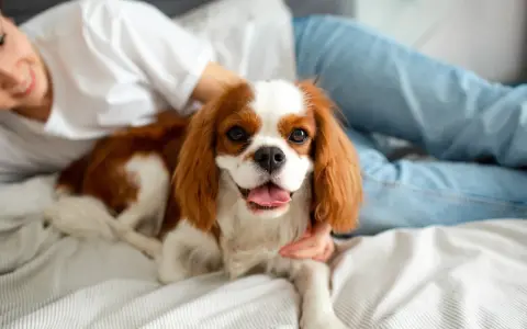 Uroczy Cavalier King Charles Spaniel, jedna z popularnych ras psów, leży na łóżku obok uśmiechniętej osoby.
