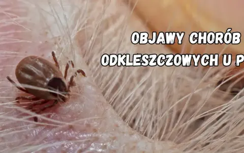 Zbliżenie na kleszcza psiego wgryzionego w skórę psa. Tekst informuje o objawach chorób odkleszczowych u psów.