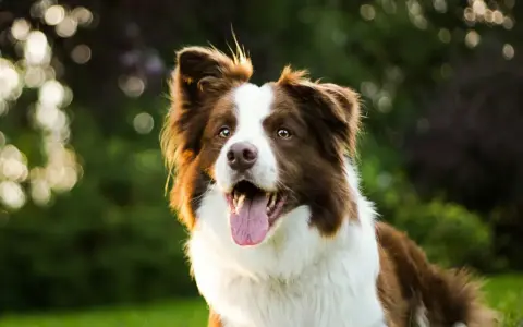 Rasy psów dla aktywnych: radosny border collie z językiem na wierzchu, gotowy do zabawy na łonie natury.