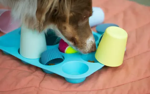 Piesek szuka smakołyków w zabawkach DIY. Zabawa w chowanego z przysmakami to świetny sposób na nudę dla psa.