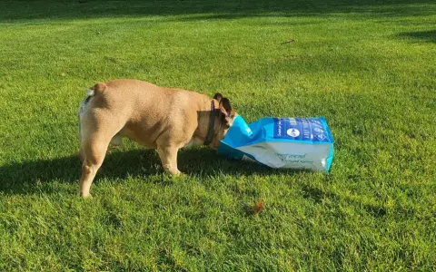 Pies francuski buldog zagląda do torby z karmą na trawie. Może zastanawia się, dlaczego pies je trawę, gdy ma pełną miskę?