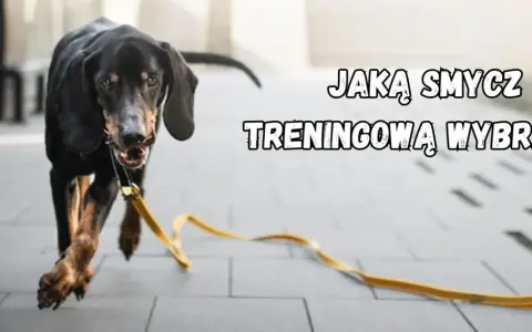 Czarny pies biegnie z żółtą, płaską smyczą treningową.