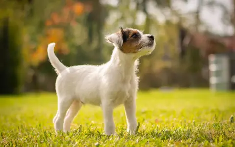 Młody, energiczny russell terrier stoi na trawie, wpatrzony w dal.