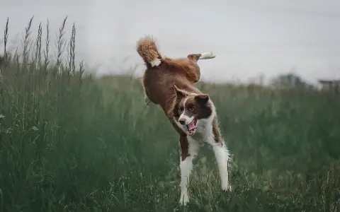 Pies skacze przez trawę, jakby uciekał z posesji za czymś ekscytującym.
