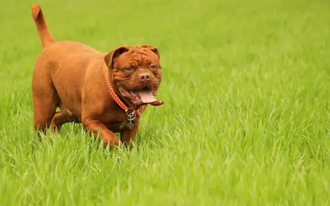 Potężny dog bordeaux w czerwonej obroży biegnie przez soczystą, zieloną trawę, z językiem na wierzchu.