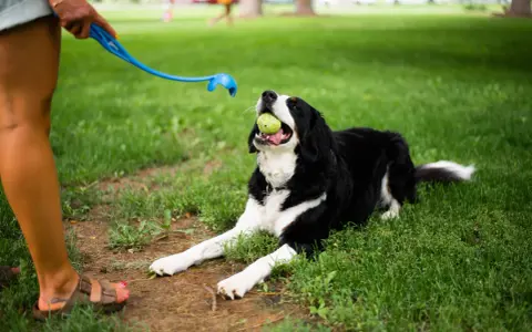 Pies rasy Bernese Mountain Dog z piłką w pysku leży na trawie, czekając na rzut. To świetny moment, by nauczyć psa aportować!