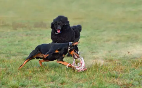 Doberman w kagańcu bawi się zabawką, a w tle czarny pudel. Czy doberman jest agresywny? Ten piesek pokazuje, że niekoniecznie!