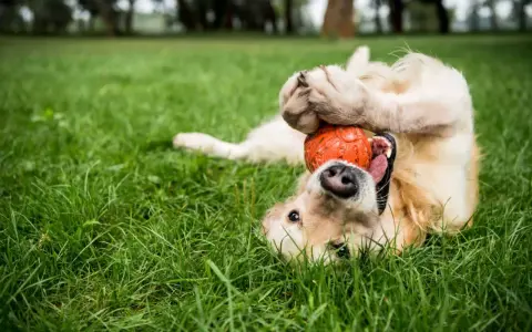 Szczeniak golden retriever bawi się pomarańczową piłką na trawie. Idealne zabawki dla szczeniaka, które zapewnią mu radość i zajęcie.