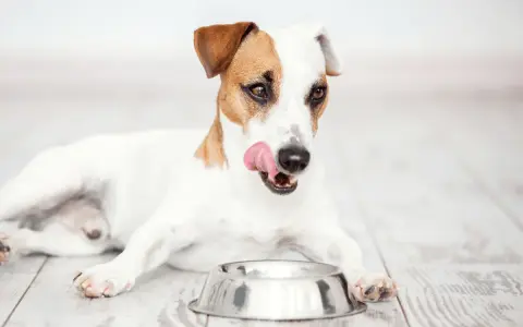 Jack Russell terrier oblizuje pyszczek, zastanawiając się, czy wybrać karmę suchą czy mokrą dla psa. Pusta miska czeka.
