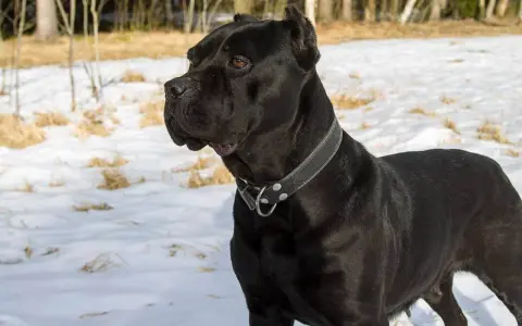 Czarny pies rasy Cane Corso, imponujący swoją wielkością, stoi na śniegu.