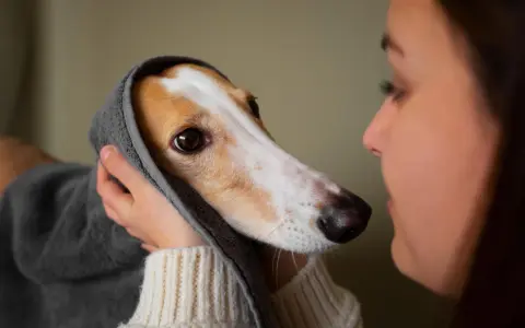 Delikatne otulenie psa ręcznikiem, troska o jego komfort, gdy dopada go psi katar.