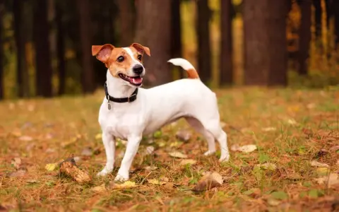 Wesoły jack russell terrier krótkowłosy w jesiennym lesie, z uszami do góry i ogonem wesoło podniesionym.