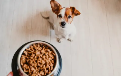 Mały piesek czeka na jedzenie. Zastanawiasz się, ile powinien jeść pies 5 kg? Sprawdź zalecenia żywieniowe.