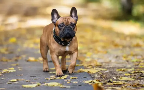 Brązowy buldog francuski w kolczatce spaceruje po ścieżce wśród jesiennych liści.