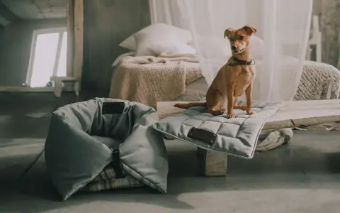 Uroczy piesek siedzi na miękkiej poduszce obok stylowego legowiska z dachem dla psa.