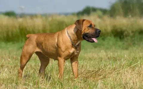 Potężny boerboel czarny, z łańcuchem na szyi, stoi na łące.