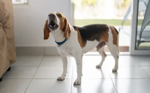 Pies beagle stoi na kafelkach i szczeka bez powodu, z otwartym pyskiem i uszami opuszczonymi.