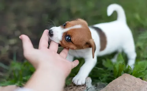 Uroczy szczeniak Jack Russell Terrier gryzie palec, ucząc się, jak oduczyć szczeniaka gryzienia.