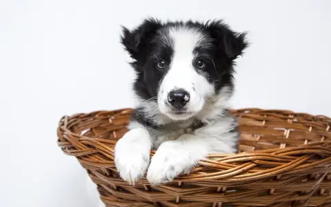 Uroczy szczeniak rasy border collie w wiklinowym koszyku. Czeka na nowy dom, gotowy do odsprzedaży.