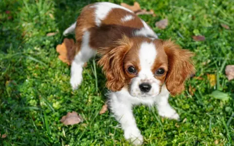 Uroczy Cavalier King Charles Spaniel, idealny piesek do mieszkania, siedzi na trawie.