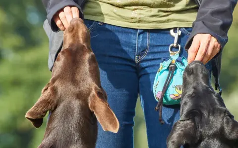 Trening z psami metodą klikerową. Dwa psy, brązowy i czarny, wyciągają łebki do ręki człowieka, który trzyma smakołyki.