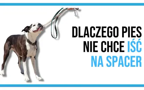 Pies się zapiera i nie chce iść na spacer, trzymając smycz w pysku.
