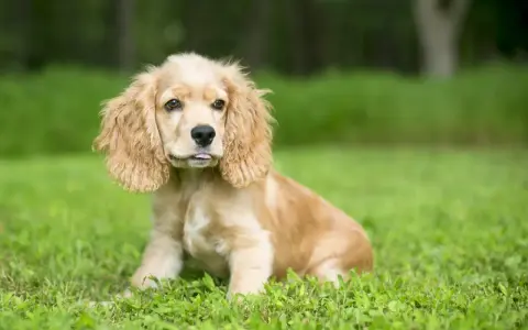 Uroczy cocker spaniel miniaturka z wystawionym języczkiem siedzi na trawie.
