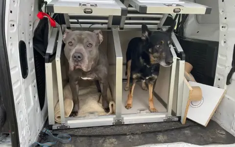 Dwa psy, jeden szary pitbull i jeden czarny kundelek z niebieskim okiem, czekają w transporterach w bagażniku samochodu na podróż do Czech.