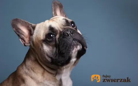 Uroczy buldog francuski z zaciekawieniem spogląda w górę. Jego waga jest idealna, by być pieszczochem.