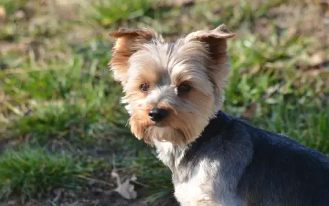Uroczy yorkshire terrier na trawie. Zastanawiasz się, ile powinien jeść 2 kg york?