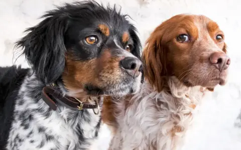 Dwa psy rasy spaniel bretoński, jeden czarno-biały, drugi rudy, patrzą w bok.