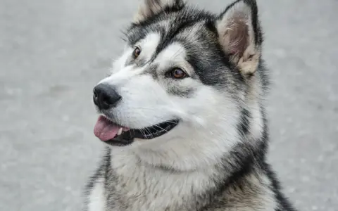 Piękny pies podobny do husky z brązowymi oczami i wyrazistą, czarno-białą sierścią, z językiem na wierzchu.