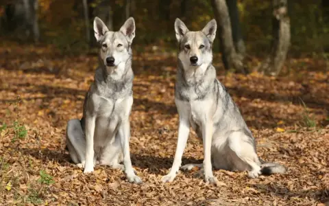 Dwa wilki, podobne do psów, siedzą na jesiennych liściach w lesie.