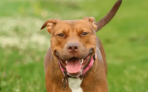 Uśmiechnięty brązowy pitbull w różowej obroży, z językiem na wierzchu. Czy pitbull jest groźny? Ten piesek wygląda na bardzo przyjaznego!
