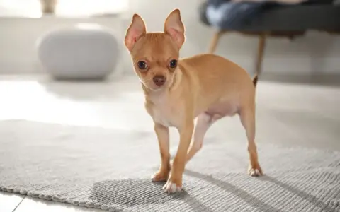 Mały, rudy szczeniak chihuahua stoi na dywaniku. Wygląda, jakby miał zaraz coś zrobić, może nawet szczeniak sika co 10 minut.